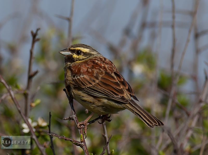 Cirl Bunting 1